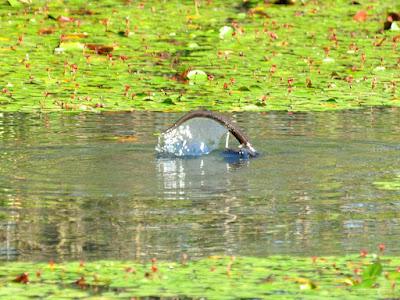 WILDLIFE VIEWING AT THE DELTA PONDS IN EUGENE, OREGON Guest Post by Caroline Hatton at The Intrepid Tourist