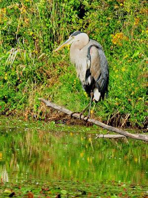 WILDLIFE VIEWING AT THE DELTA PONDS IN EUGENE, OREGON Guest Post by Caroline Hatton at The Intrepid Tourist