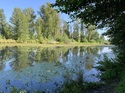 WILDLIFE VIEWING AT THE DELTA PONDS IN EUGENE, OREGON Guest Post by Caroline Hatton at The Intrepid Tourist