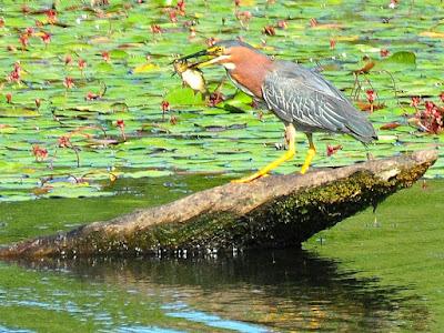 WILDLIFE VIEWING AT THE DELTA PONDS IN EUGENE, OREGON Guest Post by Caroline Hatton at The Intrepid Tourist