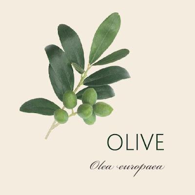 Olive  -  Peace Offering