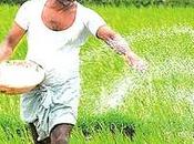 Pathogenic Microorganisms Imported Organic Fertilizers: Agriculture Ministry