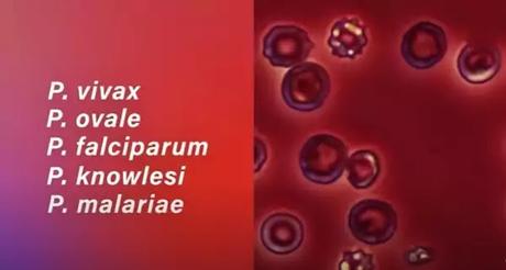Plasmodium Plasmodium