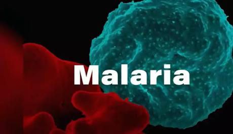Malaria Malaria
