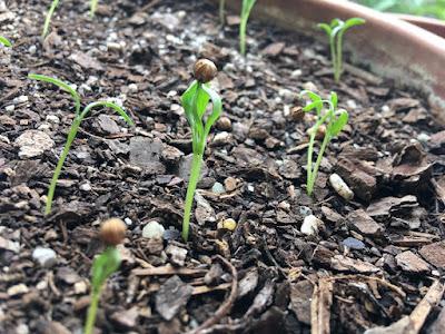 What seeds have taught me about patience