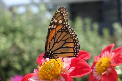 ROSALYNN CARTER BUTTERFLY TRAIL