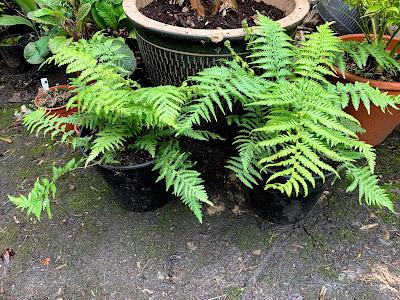 A tree fern update - and then there were five....