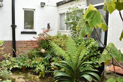 A tree fern update - and then there were five....