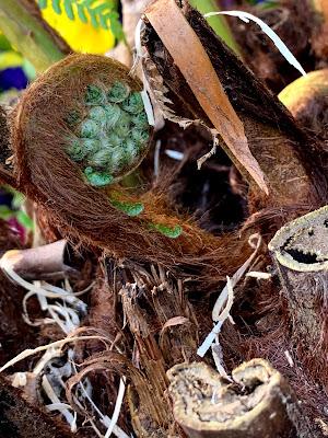 A tree fern update - and then there were five....