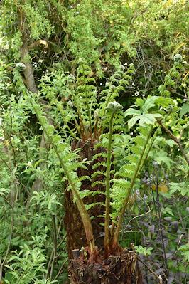 A tree fern update - and then there were five....