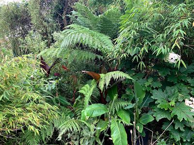 A tree fern update - and then there were five....