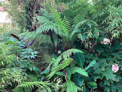 A tree fern update - and then there were five....