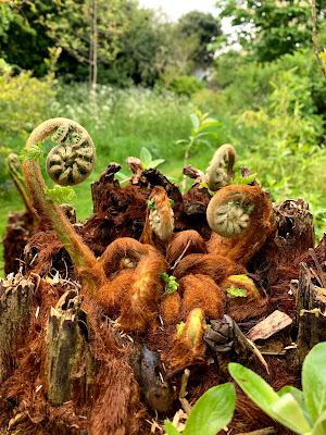 A tree fern update - and then there were five....