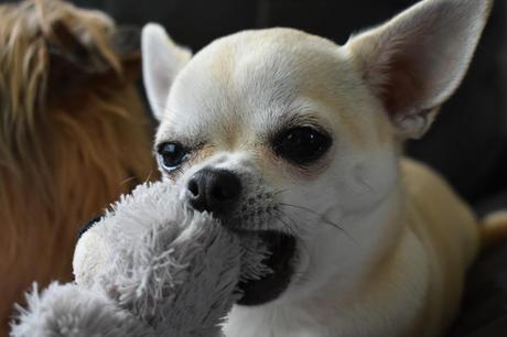 Getting a Dog? Common Household Items That Pups Love to Chew On