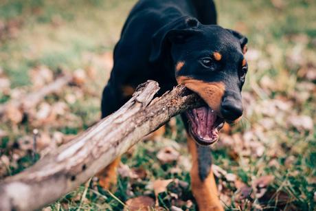 Getting a Dog? Common Household Items That Pups Love to Chew On