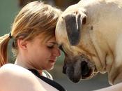 Information About South African Boerboel Breeders