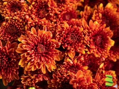 10 Gorgeous Fall Flowers for a Magical Autumn