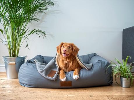 6 Tips For Raising a Dog: All the Basics New Owners Need to Know