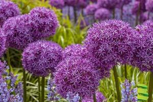 5 Best Bulbs for Fall Planting