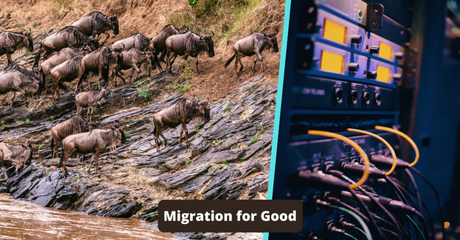 What is Website migration?