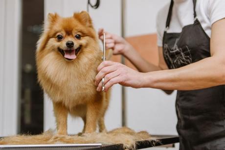 How To Properly Groom Your Dog And Why It’s Important