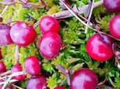 Cranberry Sour Berry Late Autumn