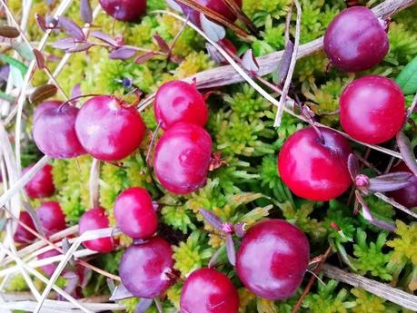 Cranberry is a sour berry of late autumn