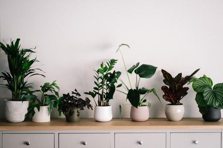 Can You Keep Plants in the Bathroom?