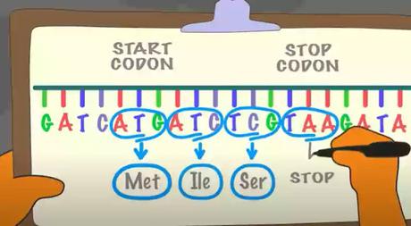 Substitution mutation