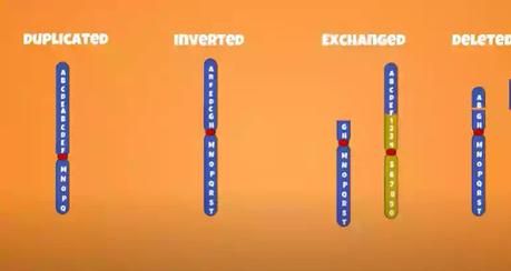 Chromosomal mutation