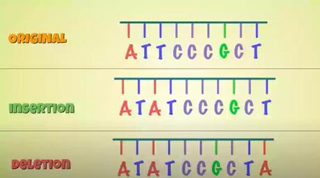 Insertion/Deletion mutation