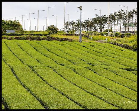 Osulloc Tea Museum, Jeju-Do, Korea

My photography illustrates the beauty and tr…