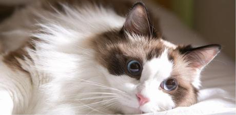 Do You Really Want a Ragdoll Cat Breed?