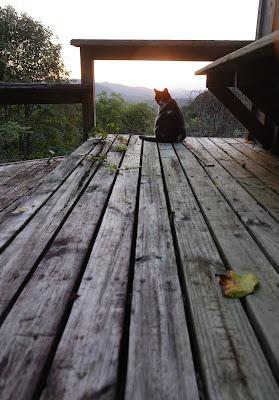 Corycat Enjoys the Sunrise