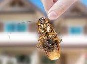 Pest Control Different Treatment Methods