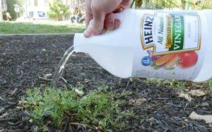 How to Kill Crabgrass? Complete Guide