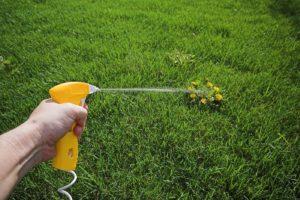 How to Kill Crabgrass? Complete Guide