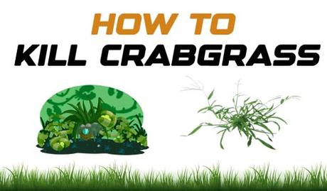 How to Kill Crabgrass? Complete Guide