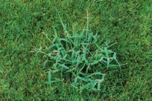 How to Kill Crabgrass? Complete Guide