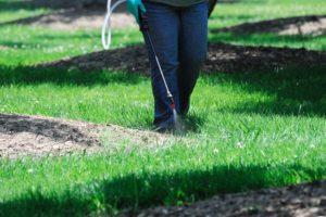 How to Kill Crabgrass? Complete Guide