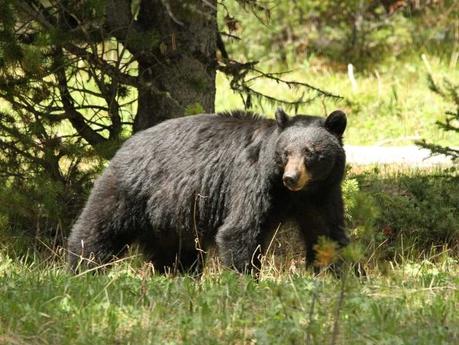 9 Best Hikes in Yellowstone National Park