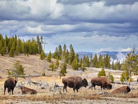 9 Best Hikes in Yellowstone National Park