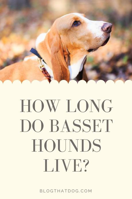 Basset Hound Lifespan: How Long do Basset Hounds live?