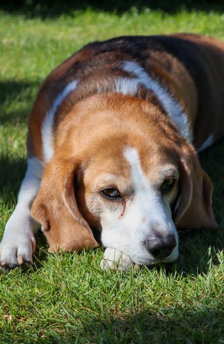 brown and white beagle lying on green grass