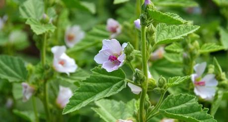 Marshmallow Root (Althaea Officinalis): Benefits, Dosage and Side Effects