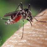 10 Natural Ways to prevent Mosquitoes