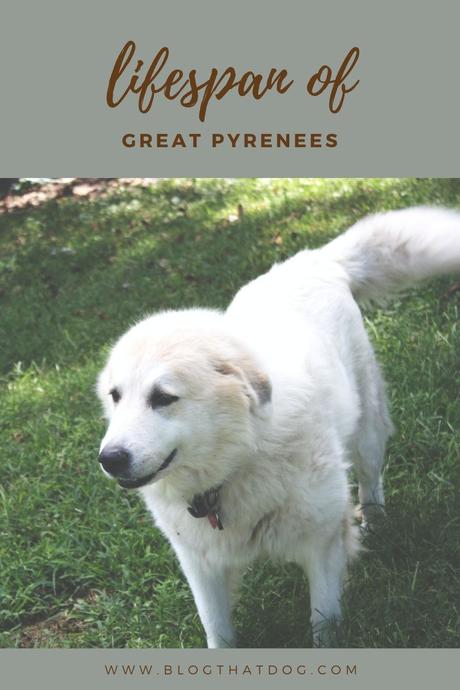 Great Pyrenees Lifespan: How Long do Great Pyrenees live?