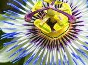 Passion Flower (Passiflora Incarnata): Uses, Side Effects, Doses, Interactions More