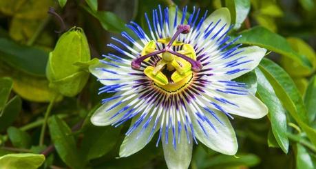 Passion Flower (Passiflora Incarnata): Uses, Side Effects, Doses, Interactions and More
