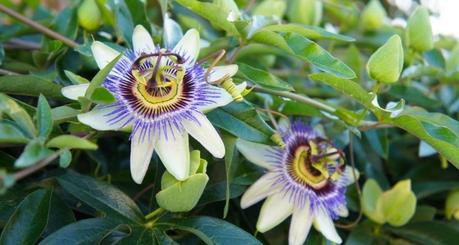 Passion Flower (Passiflora Incarnata): Uses, Side Effects, Doses, Interactions and More